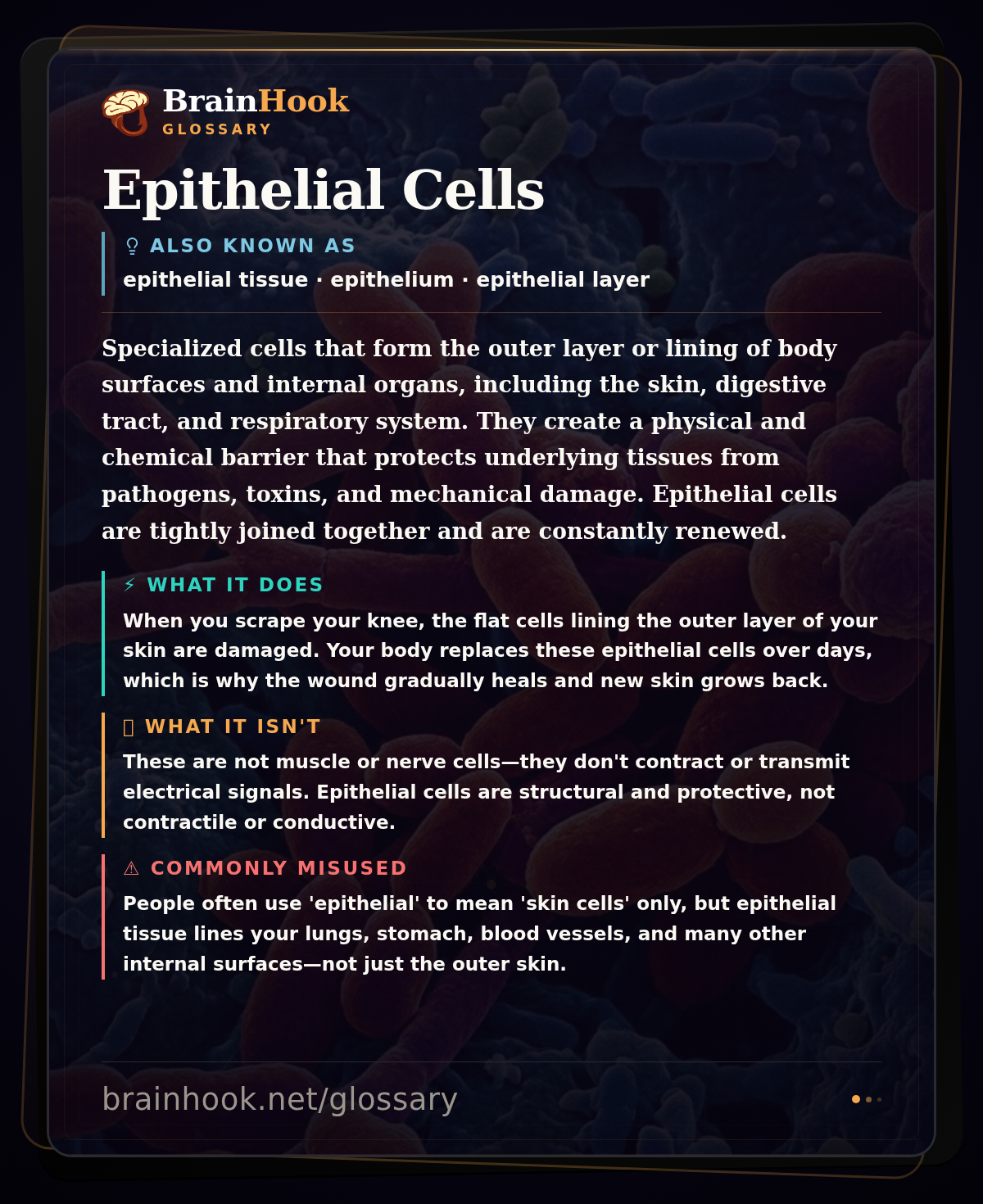 Epithelial Cells — BrainHook Glossary card