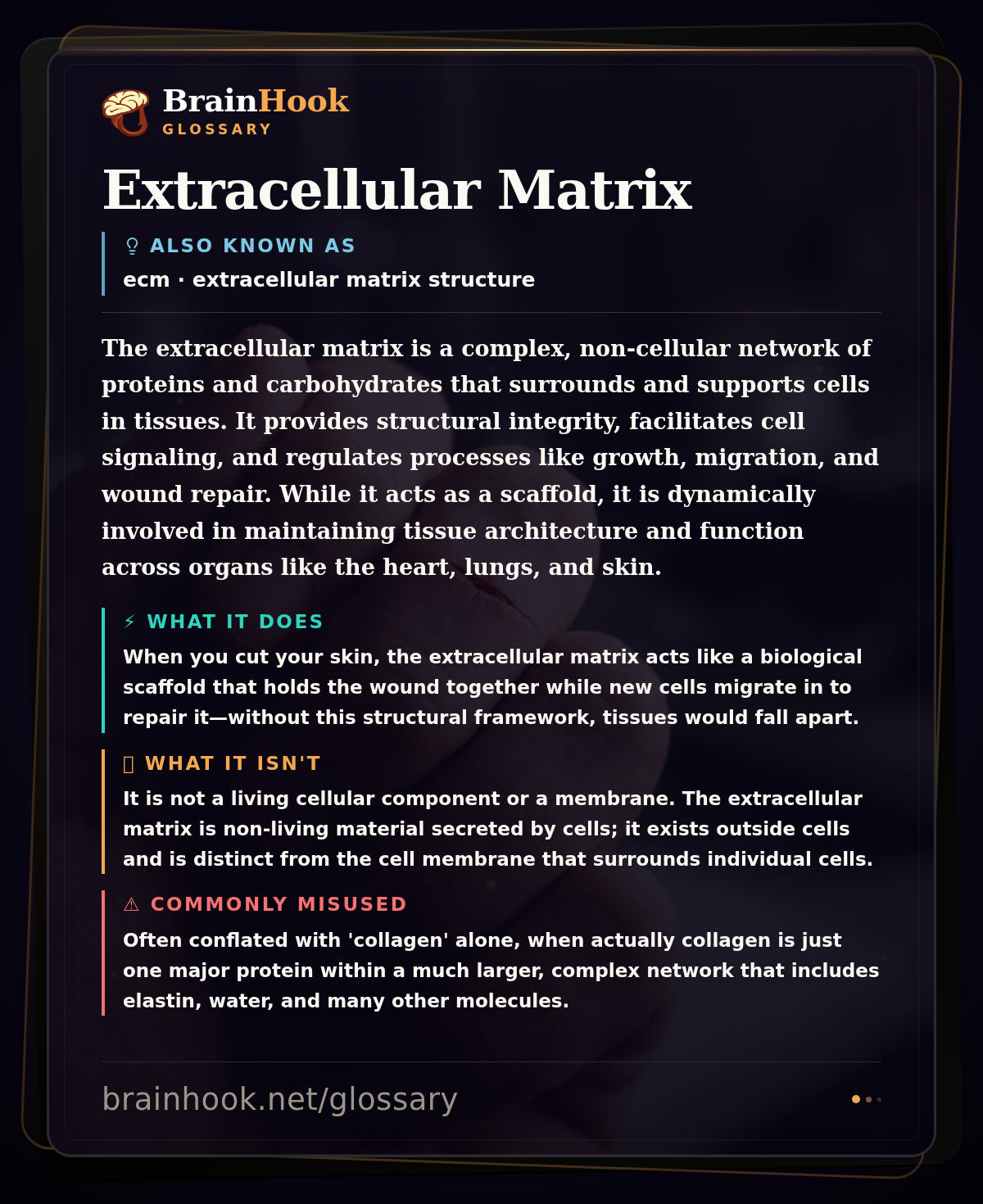 Extracellular Matrix — BrainHook Glossary card