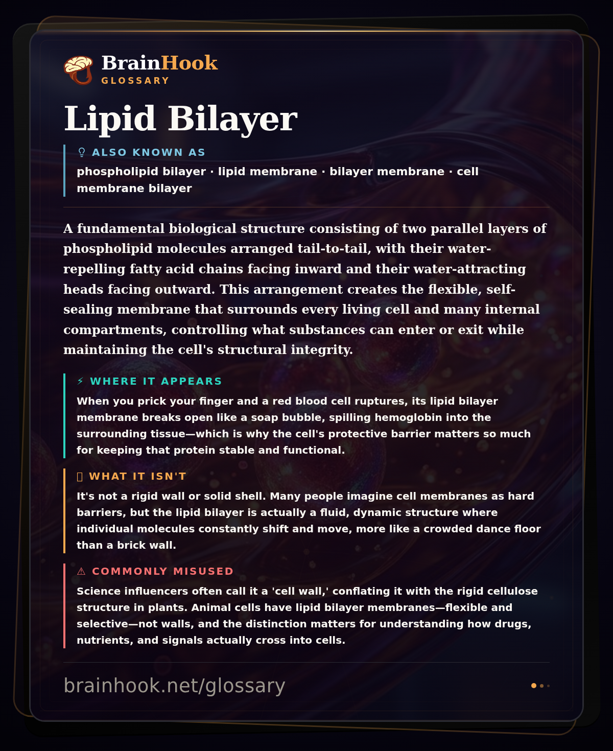Lipid Bilayer — BrainHook Glossary card