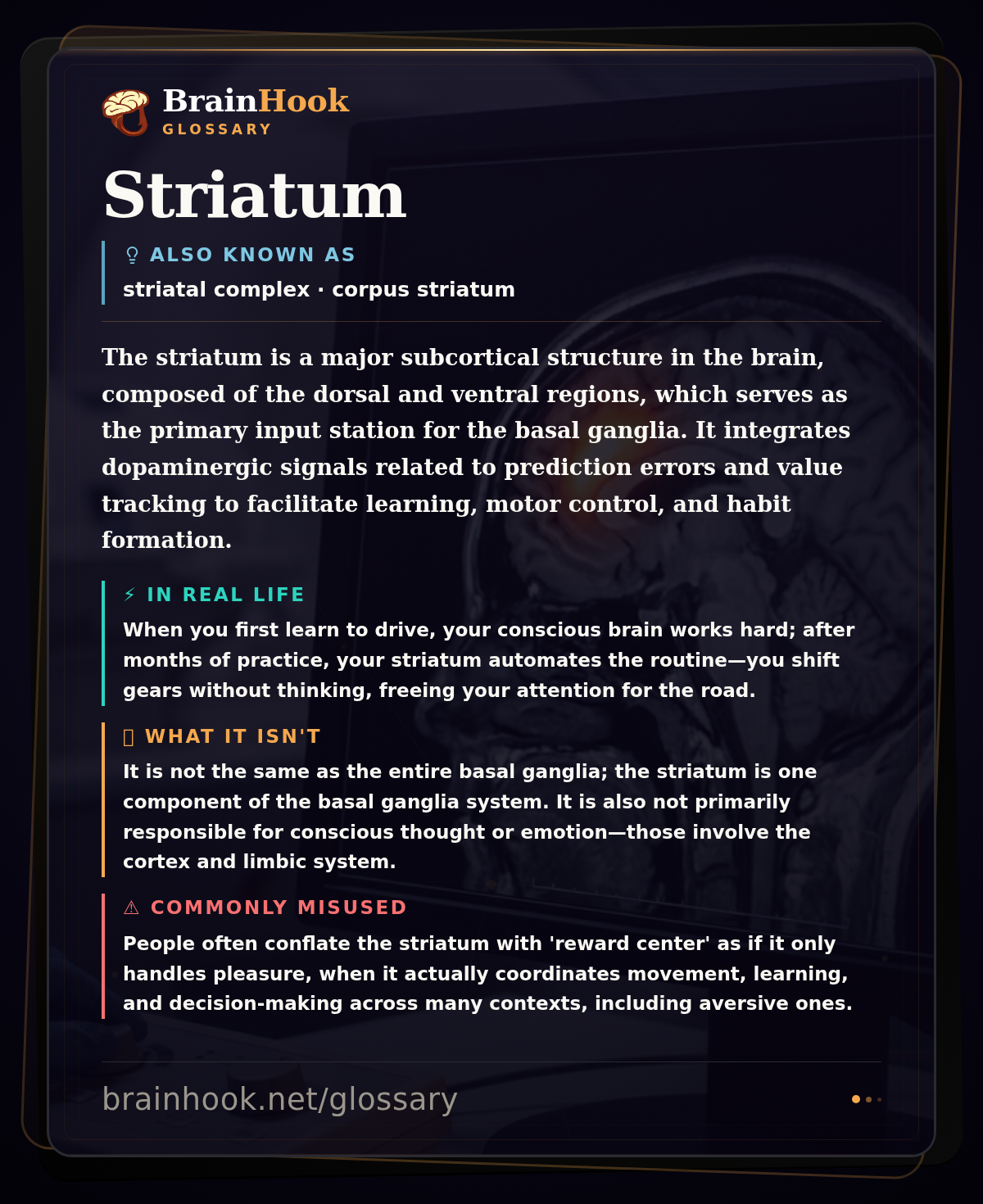 Striatum — BrainHook Glossary card