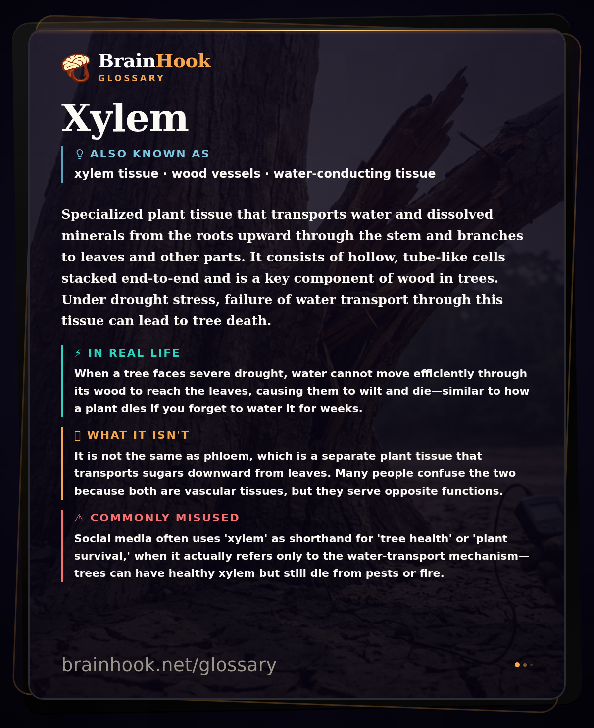 Xylem — BrainHook Glossary card
